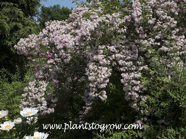 Pink Cloud Beauty Bush (Kolkwitzia amabilis)
(May 15)